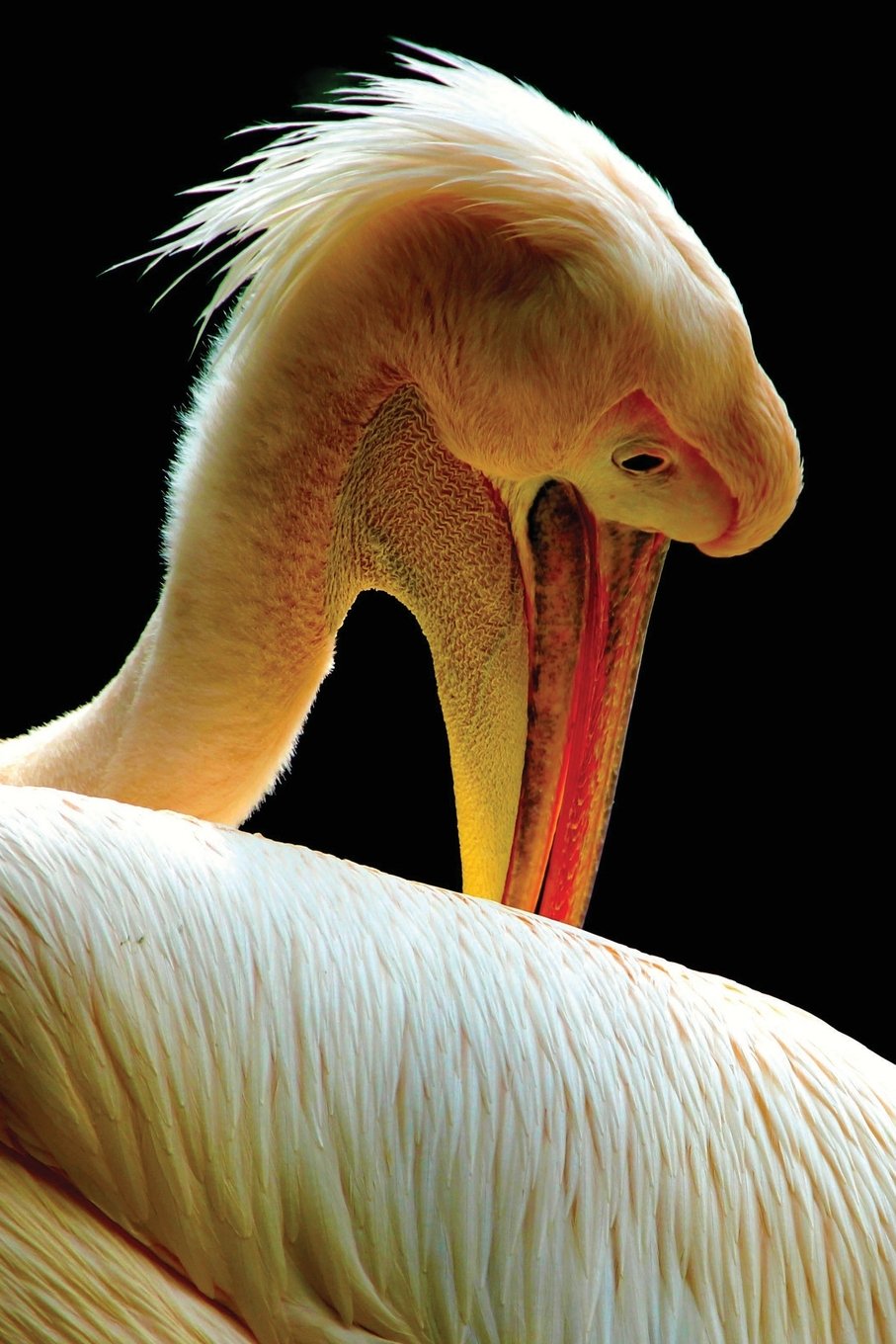 Pelican Notebook: Volume 7 (Wildlife 150 Lined)