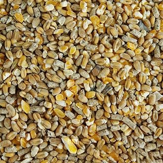 – Chicken Corn Extra | Premium Grade Poultry Feed | Nutritious Oyster Shell, Layers Pellets, Fibre Wheat & Split Maize | High Energy, Protein-Rich Food Mix | Perfect Year-Round Seed (5kg)
