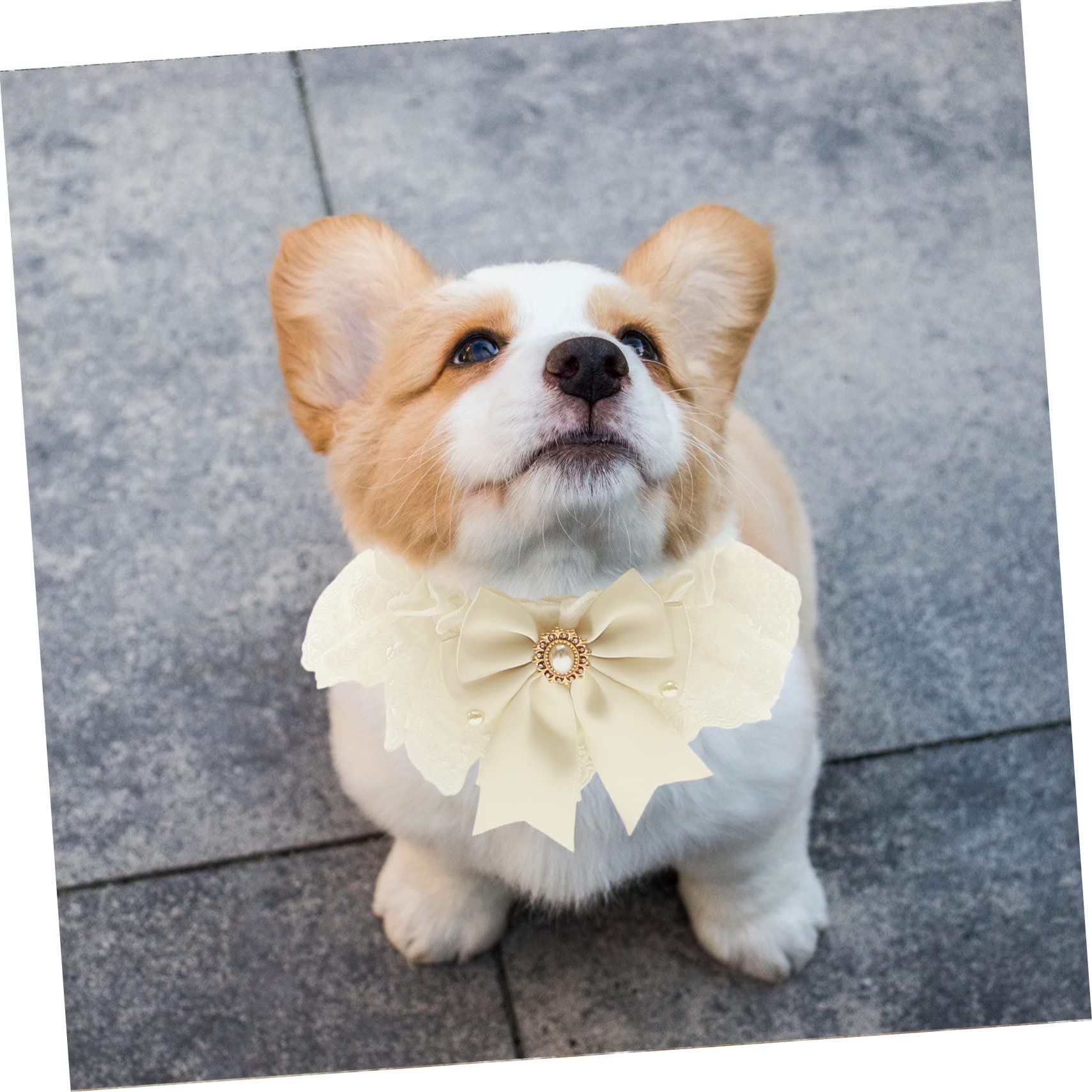 YARNOW 5 Pièces Écharpe De Mariage pour Animaux De Compagnie Collier De Chaton Cravate pour Animaux De Compagnie Chat Dentelle Noeud Collier Bandana pour Chiens De Chat avec Nœud