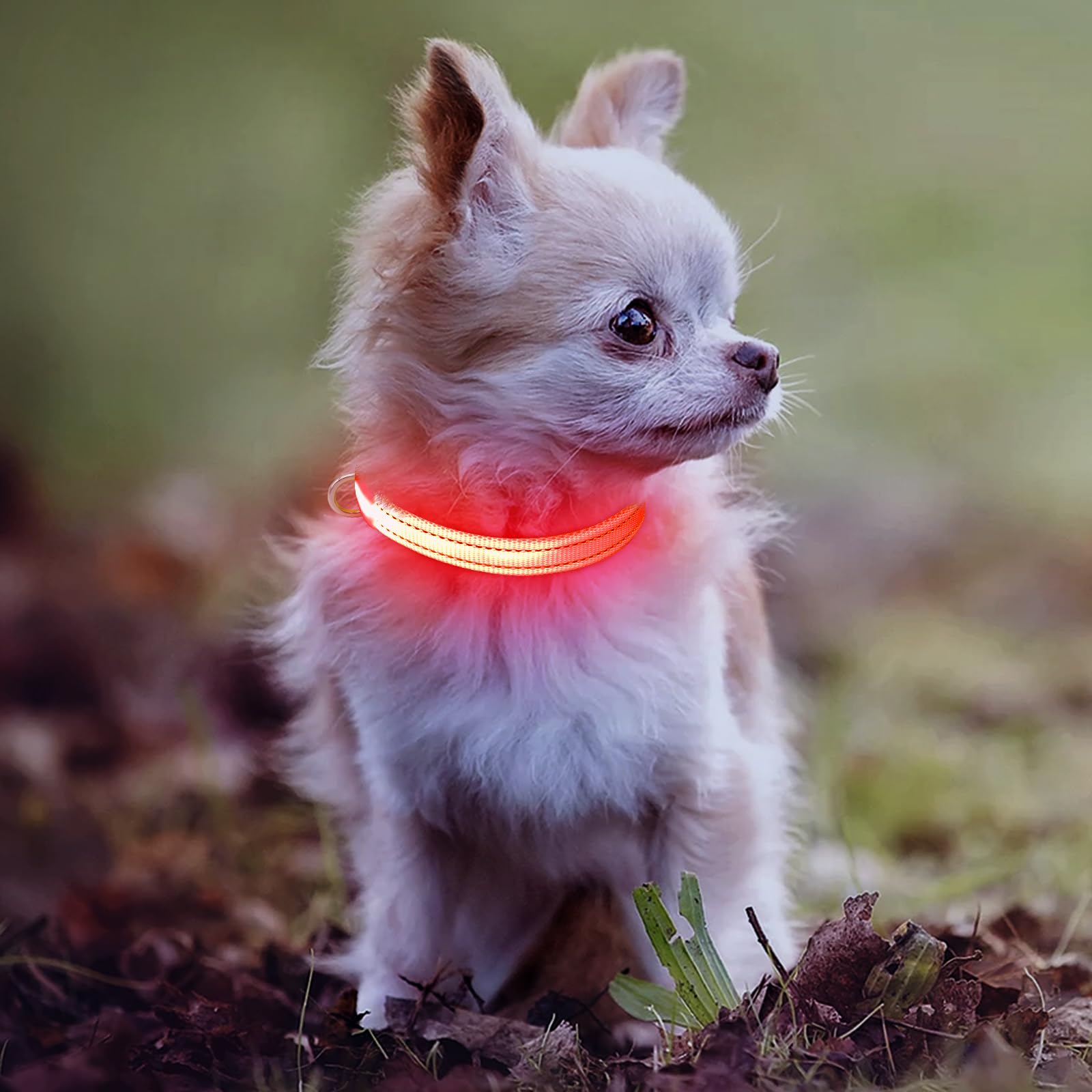 Leuchtendes Hundehalsband für kleine Hunde – wiederaufladbares LED-Hundehalsband, verstellbar, reflektierend, Welpenhalsband, LED-Katzenhalsband, leuchtende Sicherheitshundlichter für nächtliche