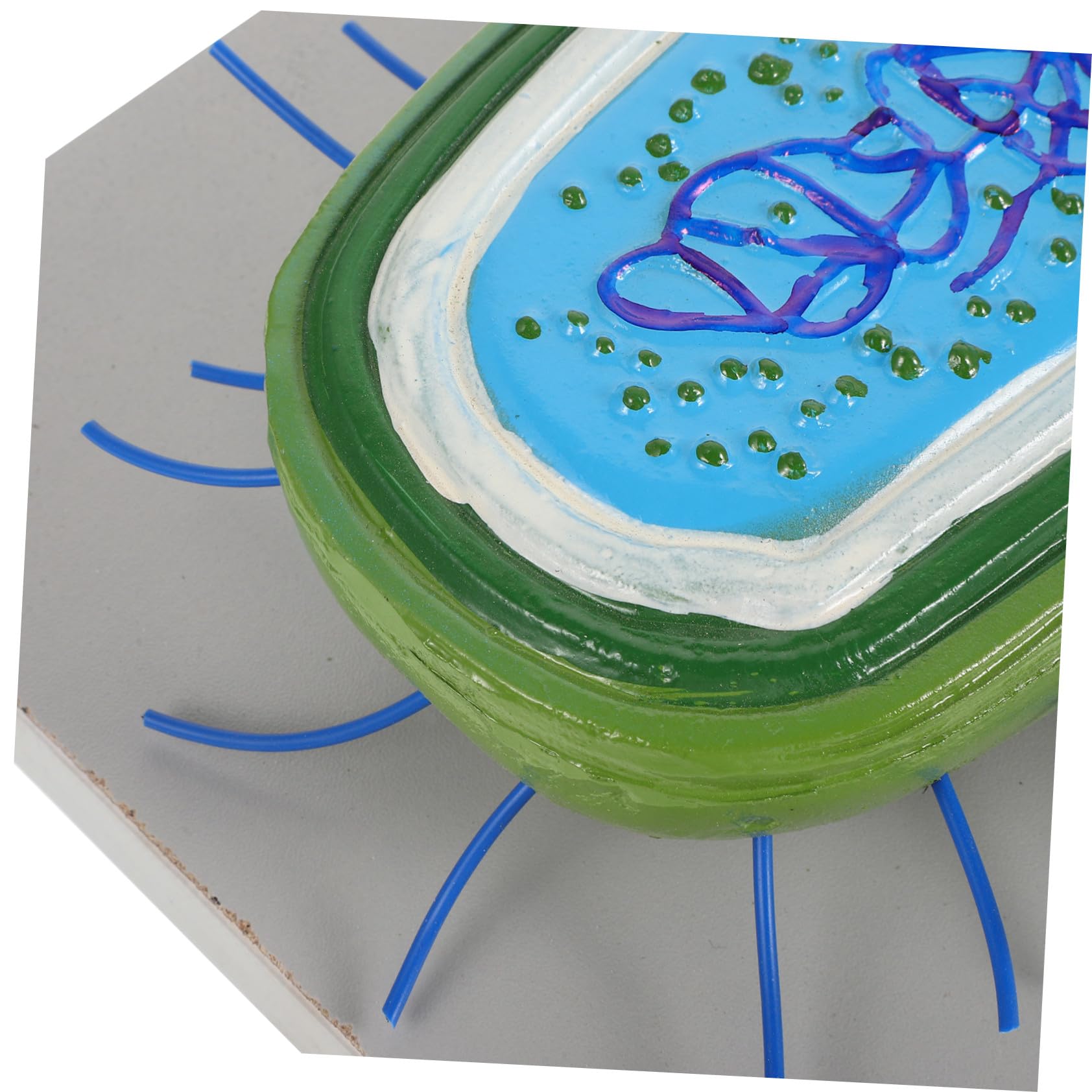 NOLITOY Microbiologie Modèles Anatomiques de Cellules et Bactéries, Matériel Pédagogique pour L’École, Usage Polyvalent, en PVC, pour Enseignement