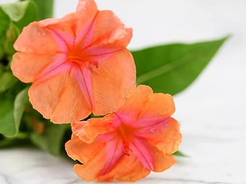 25 semillas de flores de las cuatro en punto de la puesta del sol 4 semillas de la flor perenne