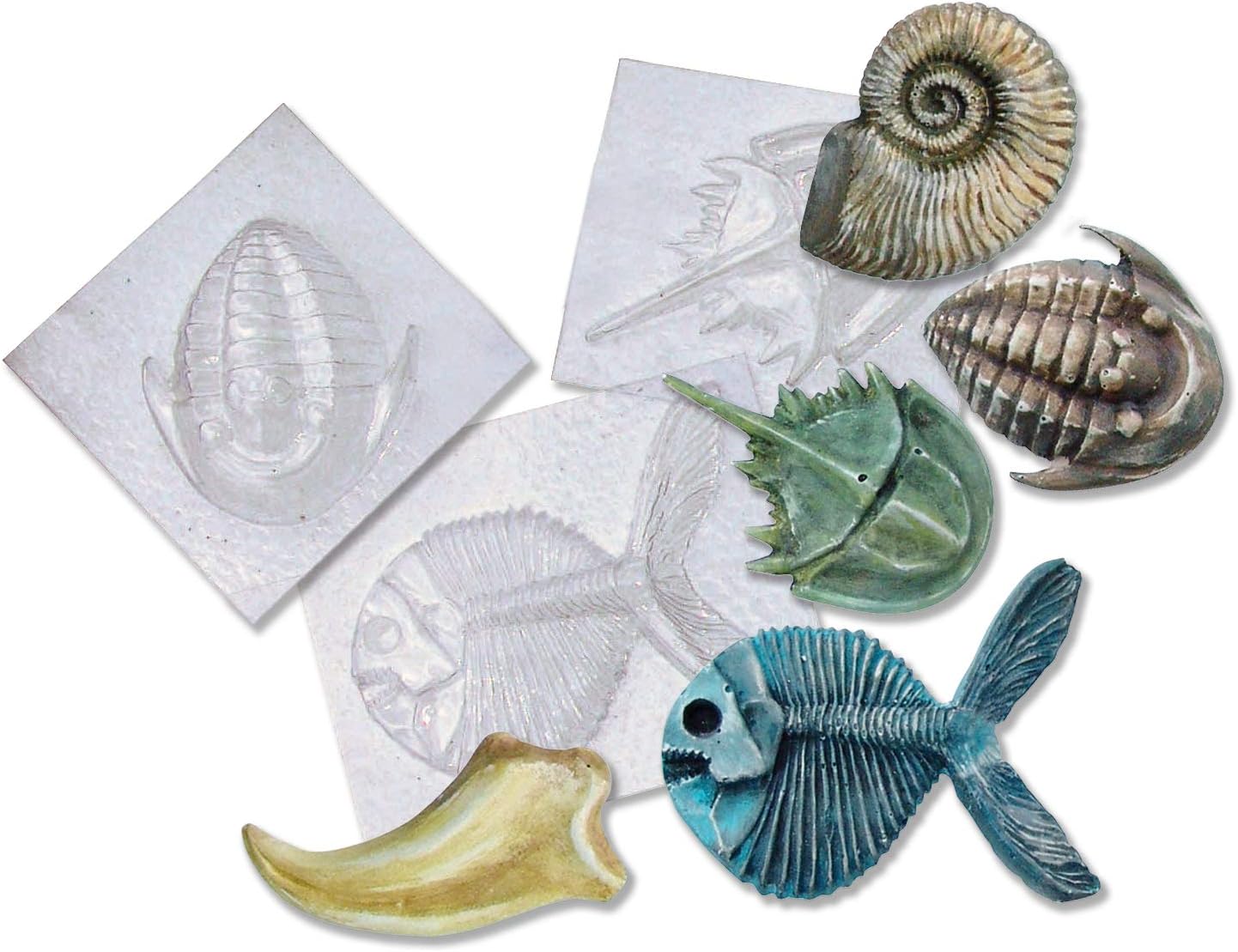 What Is The Difference Between Cast And Mold Fossils Selling www