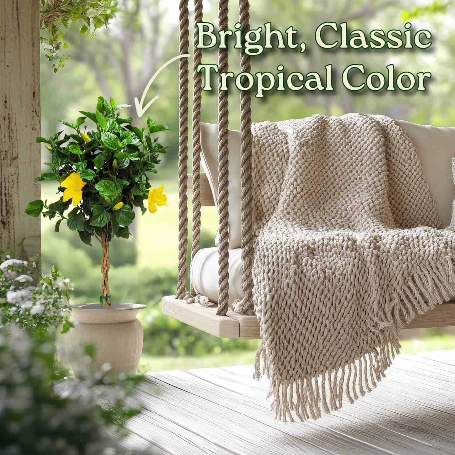 Braided Hibiscus Live Tree - Yellow Ft. Myers - Overall Height 38" to 44" - Tropical Plants of Florida (Plant Only)