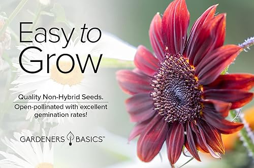 Miniatura 4 de Gardeners Basics Semillas de girasol de cereza de chocolate para plantar flores, es una variedad de flores sin OMG, semillas de girasol rojo,