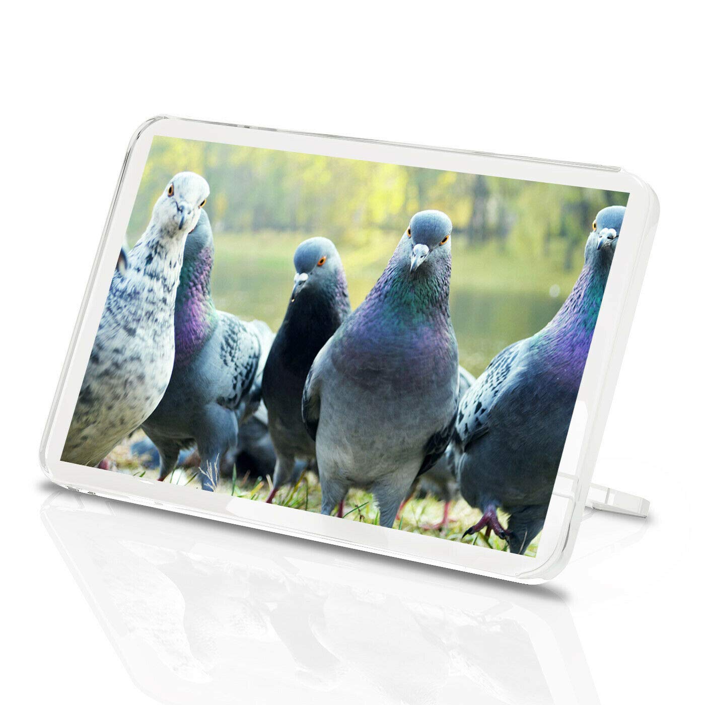 1 x Fridge Magnet -Flock Of Pigeons Classic Fridge Magnet - Bird Carrier Pigeon Animal Gift #15735