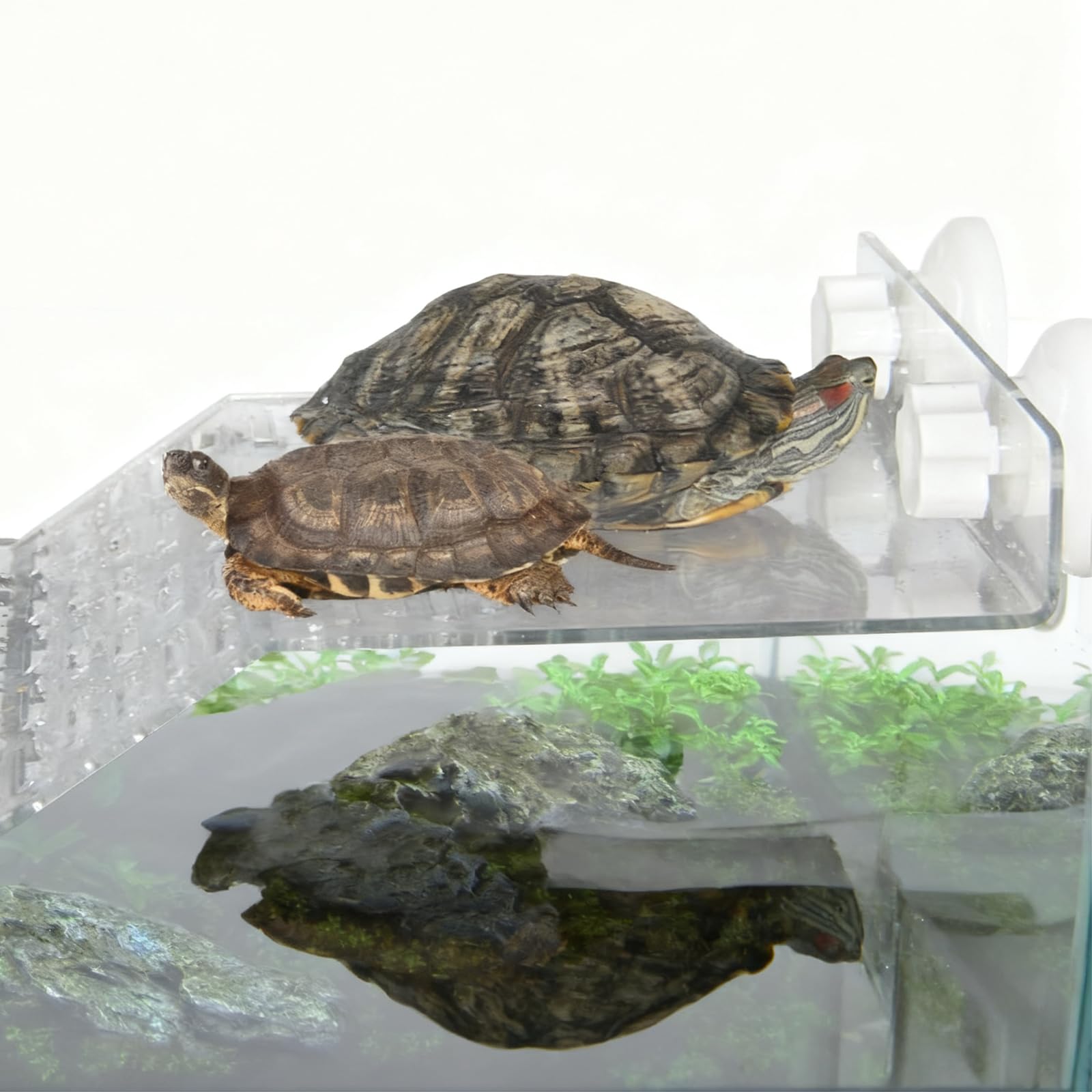 Plateforme pour Tortue, Gamelle Tortue Terrestre, Nourriture pour Bol pour Reptiles en Feuilles, Convient aux Petits Reptiles, Tortues, Salamandres, Serpents et Lézards