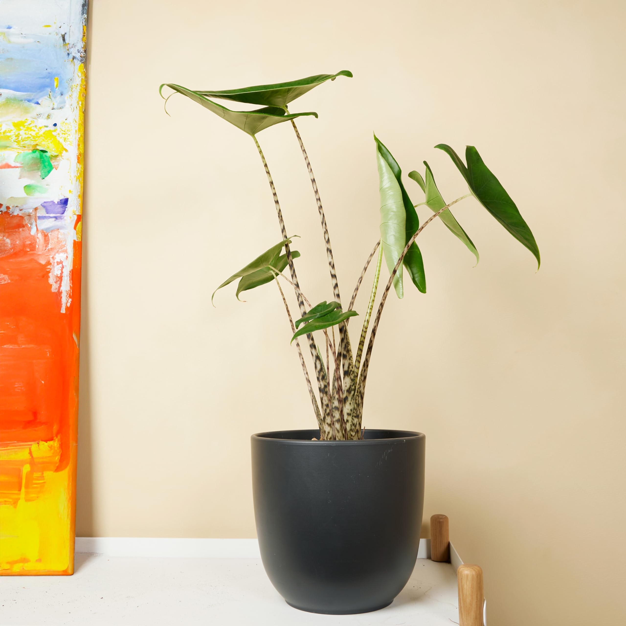 Bloomique - Set di 2 - Alocasia Zebrina - Orecchio di elefante - Piante da appartamento - Purificatrici dell'aria - Altezza 50-70 cm - Vaso da 17 cm