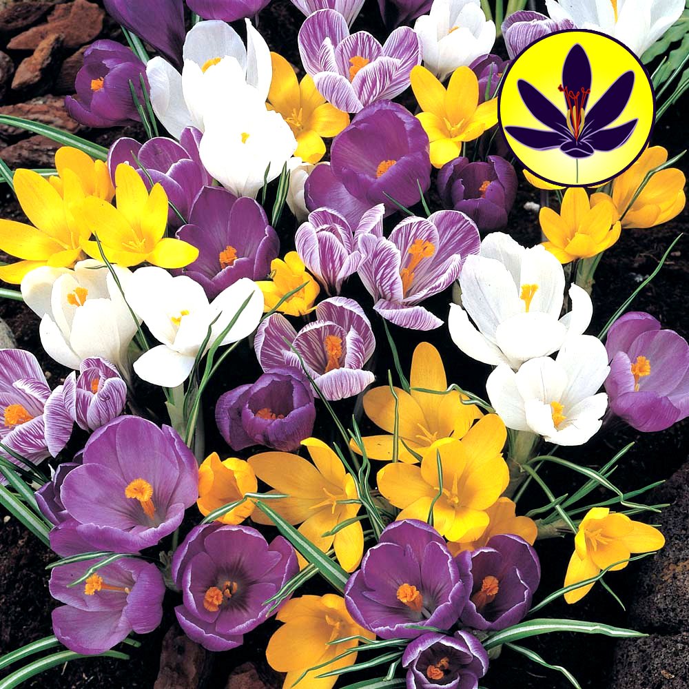 Gardeners Dream Krokusse Blumenzwiebeln Mehrjährig Winterhart Mix (200 Stk.) - Krokus Zwiebeln zum Pflanzen - Blau, Lila, Gestreift, Weiß & Gelb - Blumenzwiebeln Frühblüher Mix für Draußen