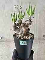 Tylecodon reticulatus【現地株】レティキュラータス万物想 Amazon｜【現品限り】チレコドン・レティキュラータス 現地株 発