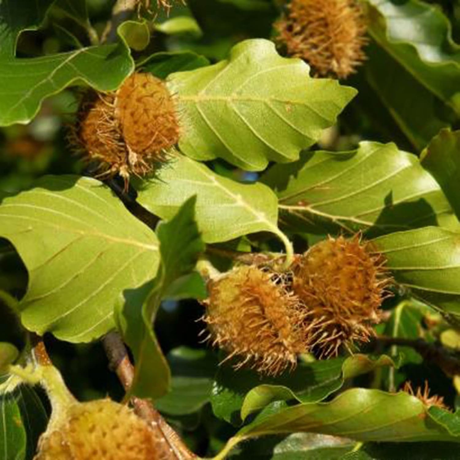Tree Seeds for Planting Fagus Sylvatica Seeds Outdoor Garden Decoration ...