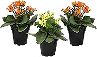 PlantsforPets Florist Kalanchoe 3 Pack: Vibrant Flowering Succulents, Easy Care Drought-Tolerant Indoor Houseplants, 7" Tall in 3.5" Pots