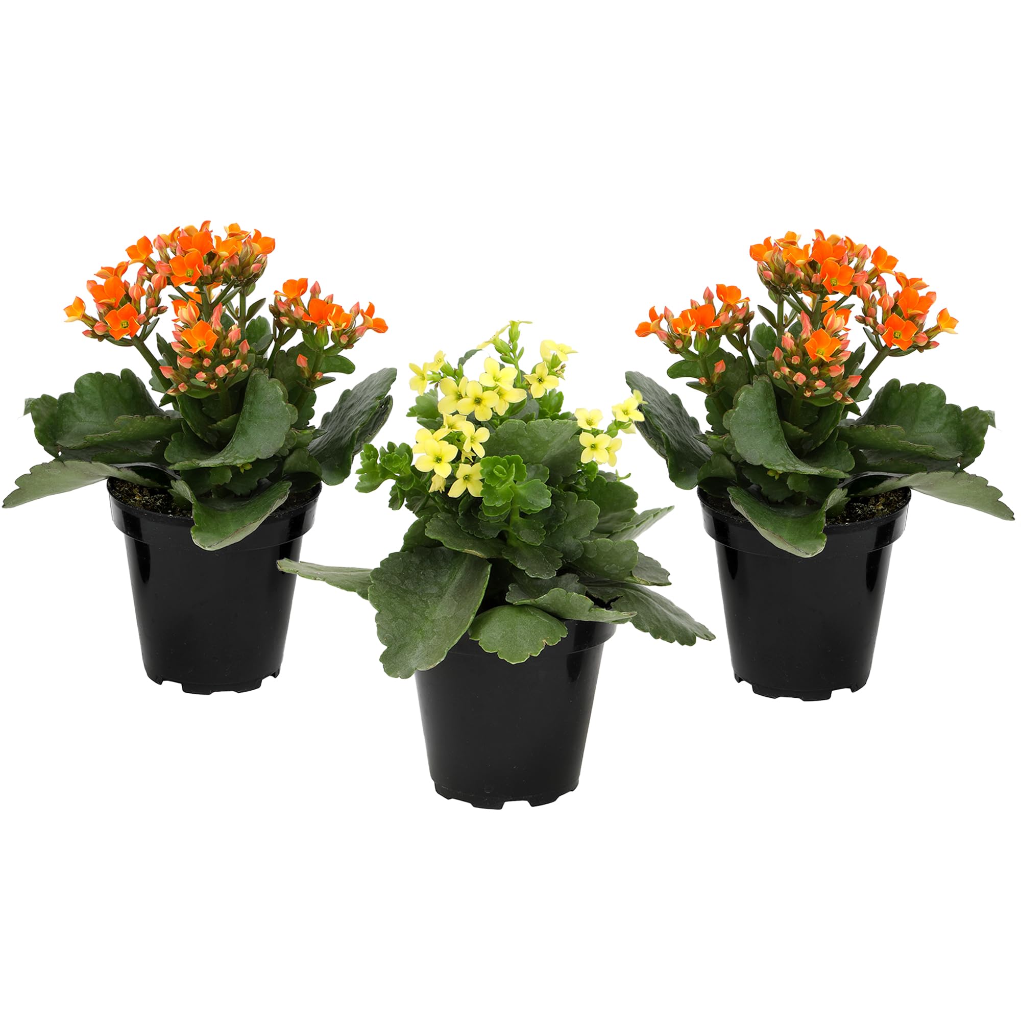 Florist Kalanchoe Live Succulent Plants (3 Pack), Flowering Flaming Katy Succulents, Easy Plant Care, Approx. 7 in. Tall, Drought-Tolerant Indoor Houseplants in 3.5 in Pots