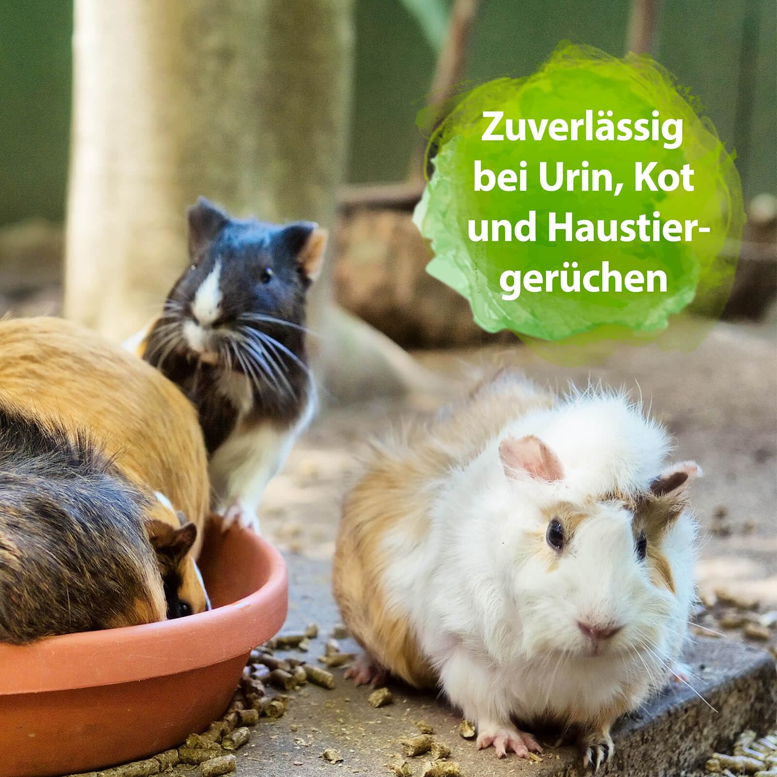 Bactador Enzymreiniger Nagerkäfig Spray 6 x 500ml - Geruchsentferner & Reiniger - Gegen Kot, Urin & Tiergerüche - Mikrobiologischer Geruchsneutralisierer - Porentiefe Reinigung in der Nagerumgebung