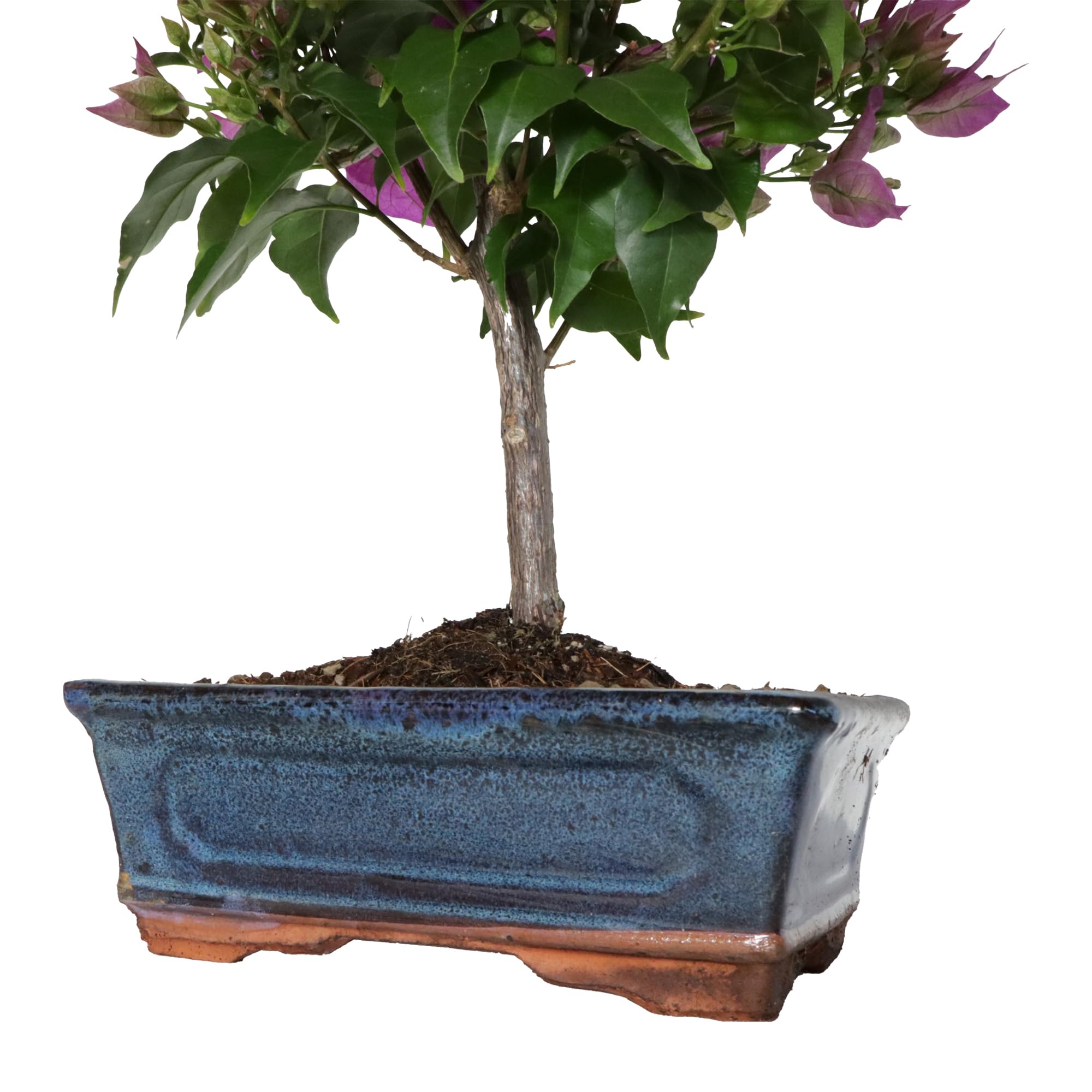 KENTIS - Bonsái Bougainvillea Sanderiana - Bonsái Ornamental Auténtico Para Exterior - Plantas con Flores - Altura 30/40 cm Maceta Ø 18,5 cm