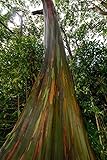Aachondra