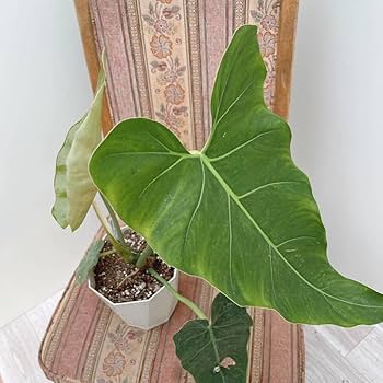 フィロデンドロン ソノラ 大株 3.5号 Amazon.co.jp