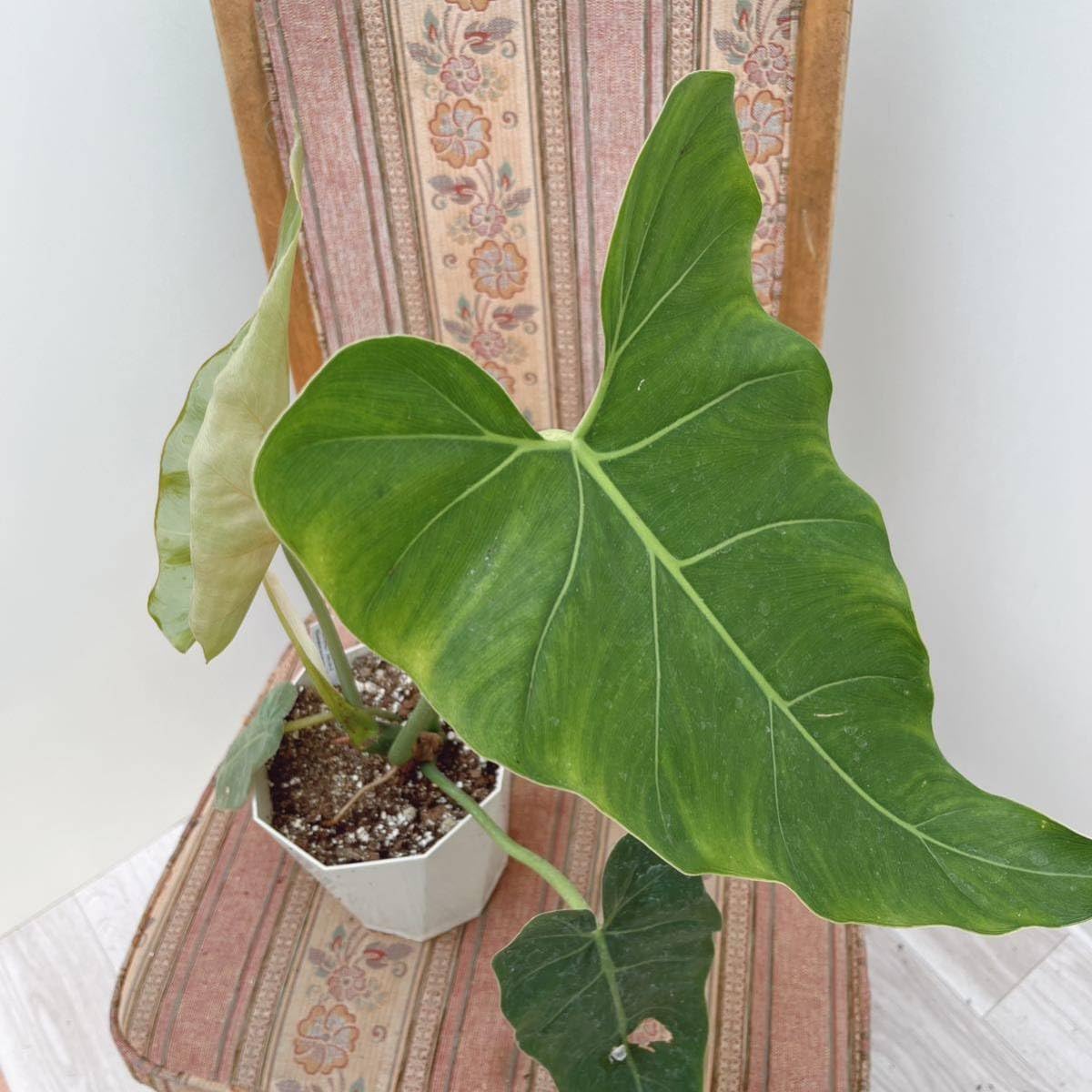 132 Amazon Spirit フィロデンドロン　philodendoron 132 Amazon Spirit フィロデンドロン philodendoron - メルカリ