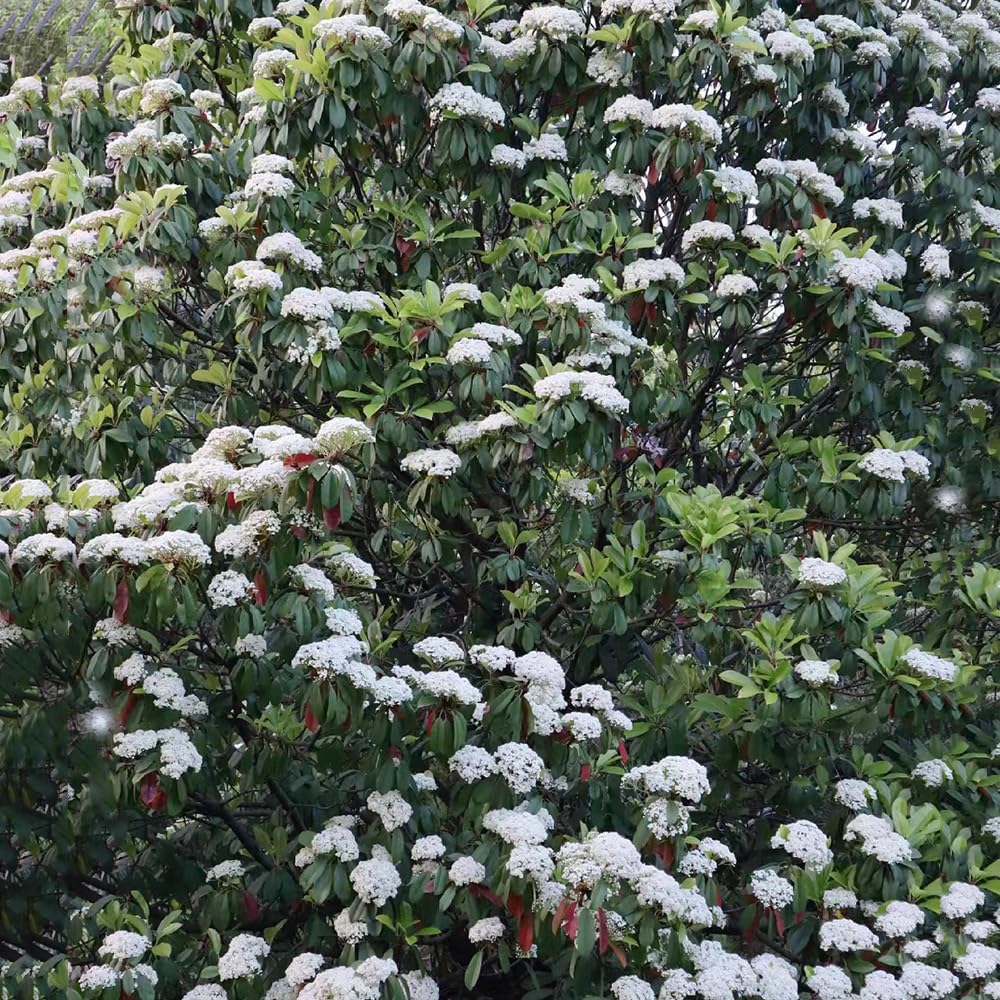 200 Pcs glanzmispel samen, seltene pflanzen, winterharte pflanzen fr  garten (Photinia serratifolia) balkonpflanzen, geschenke fr  gartenliebhaber bonsai samen, stauden winterhart : Amazon.de: Garten