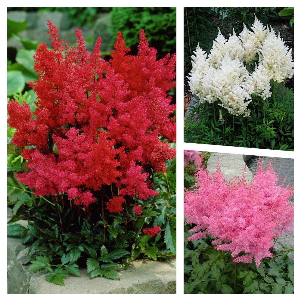 Stauden Gänge 3 x Astilbe arendsii Kollektion (Winterhart/Stauden/Staude/Mehrjährig) Prachtspiere - in Rot Rosa Weiß - Farbige Blütenwolken für schattige Beete - Sehr Bienenfreundlich