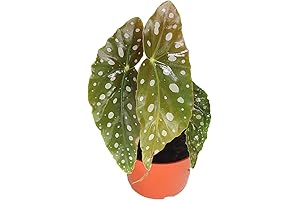 Begonia Maculata Live Plant - A striking foliage plant with polka-dotted leaves