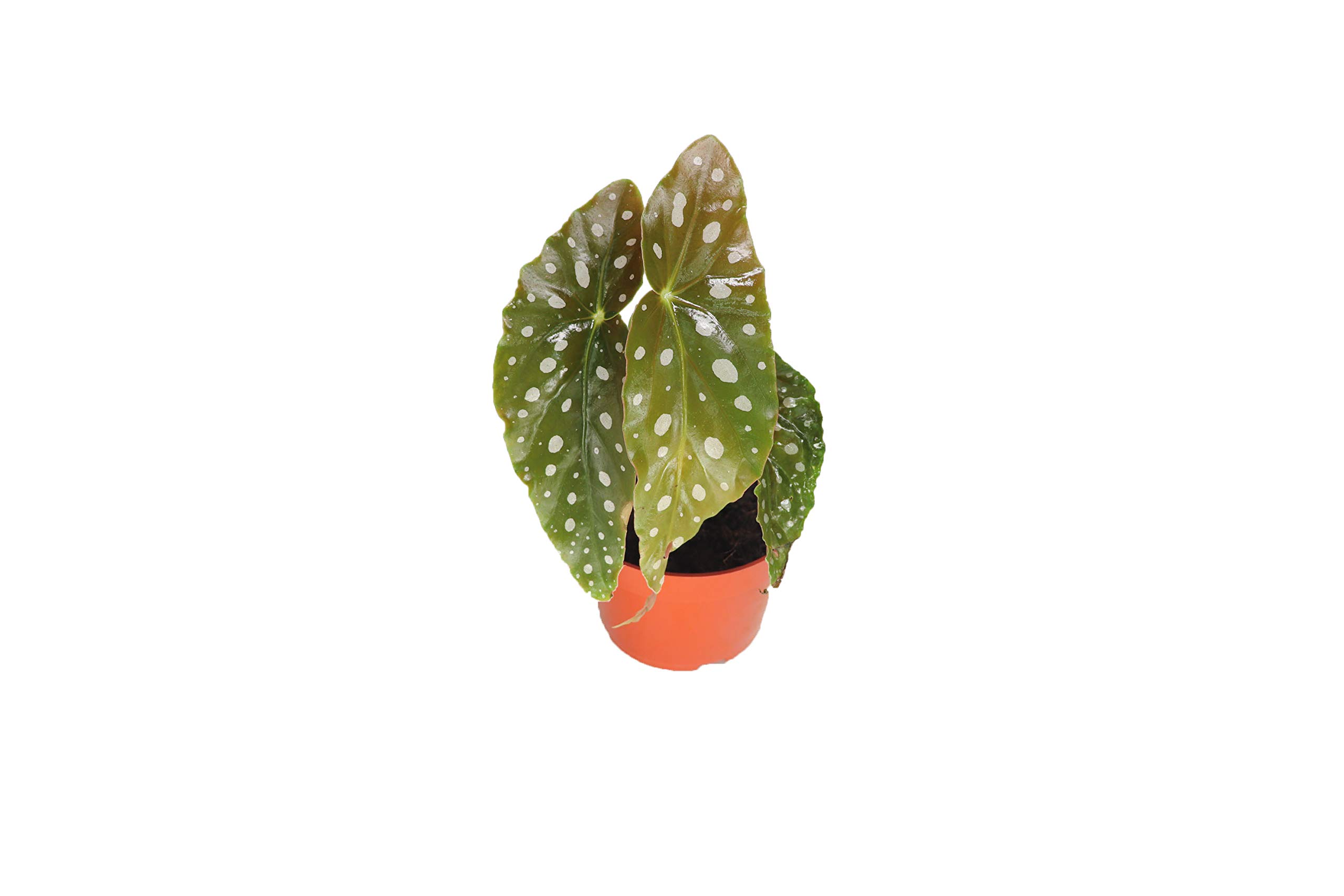 California Tropicals Begonia Maculata
