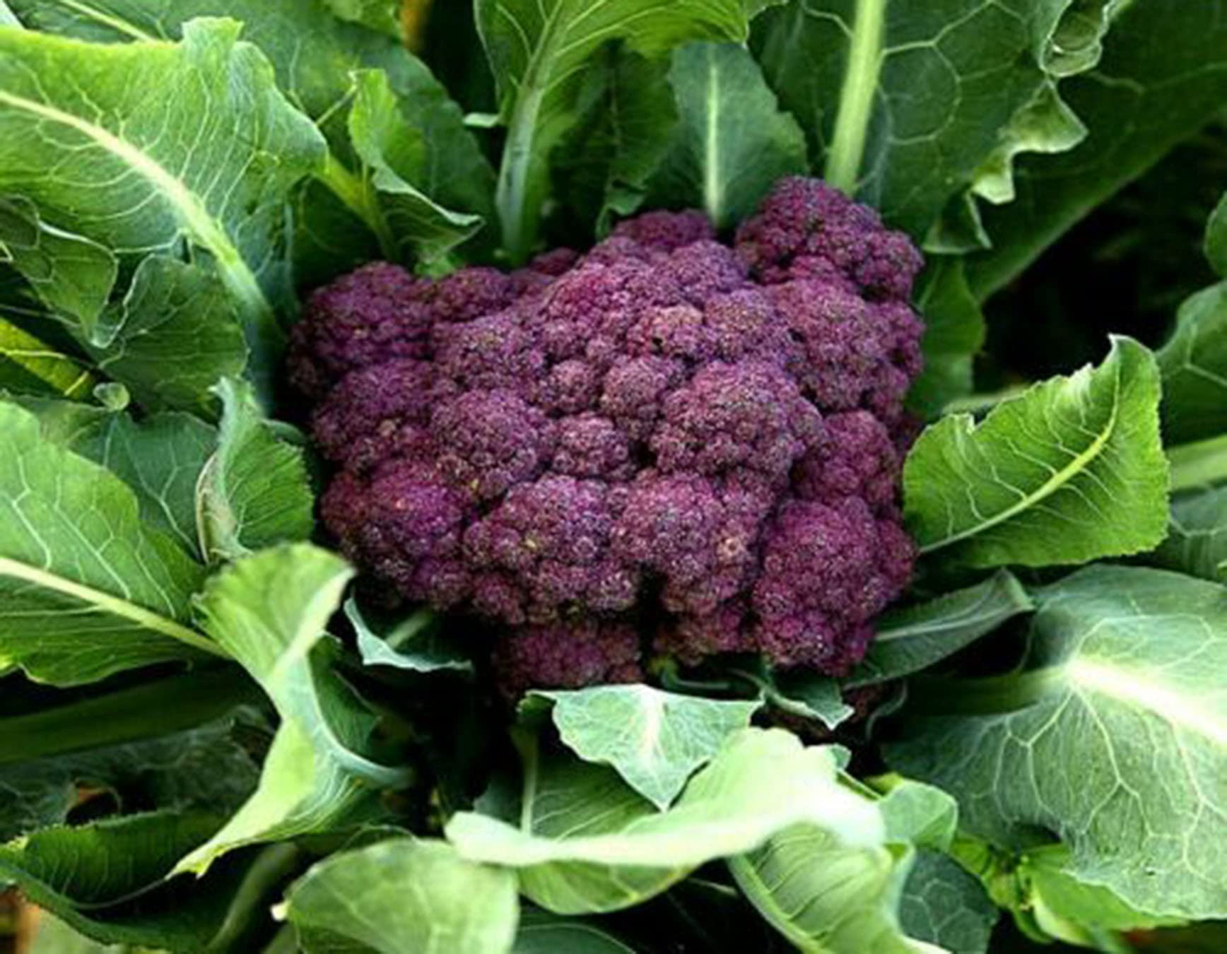 GPPX Miranda Purple Calabrese Broccoli - Brassica oleracea Vegetable Seeds, Home Garden Planting by Heavy Torch, 100 Seeds