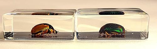 Miniatura 88 de Escarabajo de algodoncillo azul cobalto real de 1.732 in en espécimen de resina de lucita cristalina, insectos, insectos preservados, colección