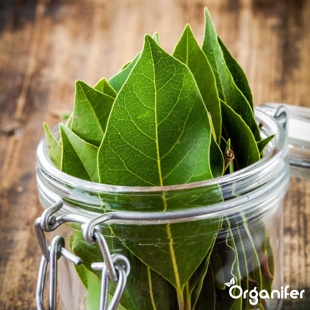 Fertilizante Líquido Para Laurel - 2x1L - NPK 3-4-3 | Fertilizante Para Hojas Sanas Y Raíces Fuertes - Favorece Vitalidad Y Aroma - Organifer