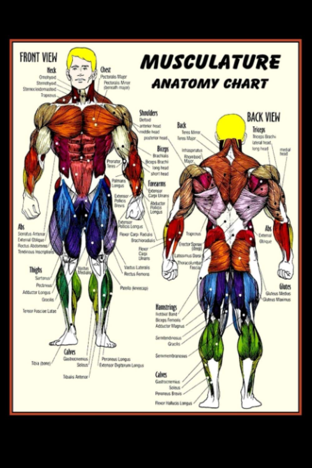 Password Book MUSCULATURE Body Building Anatomy Chart Print