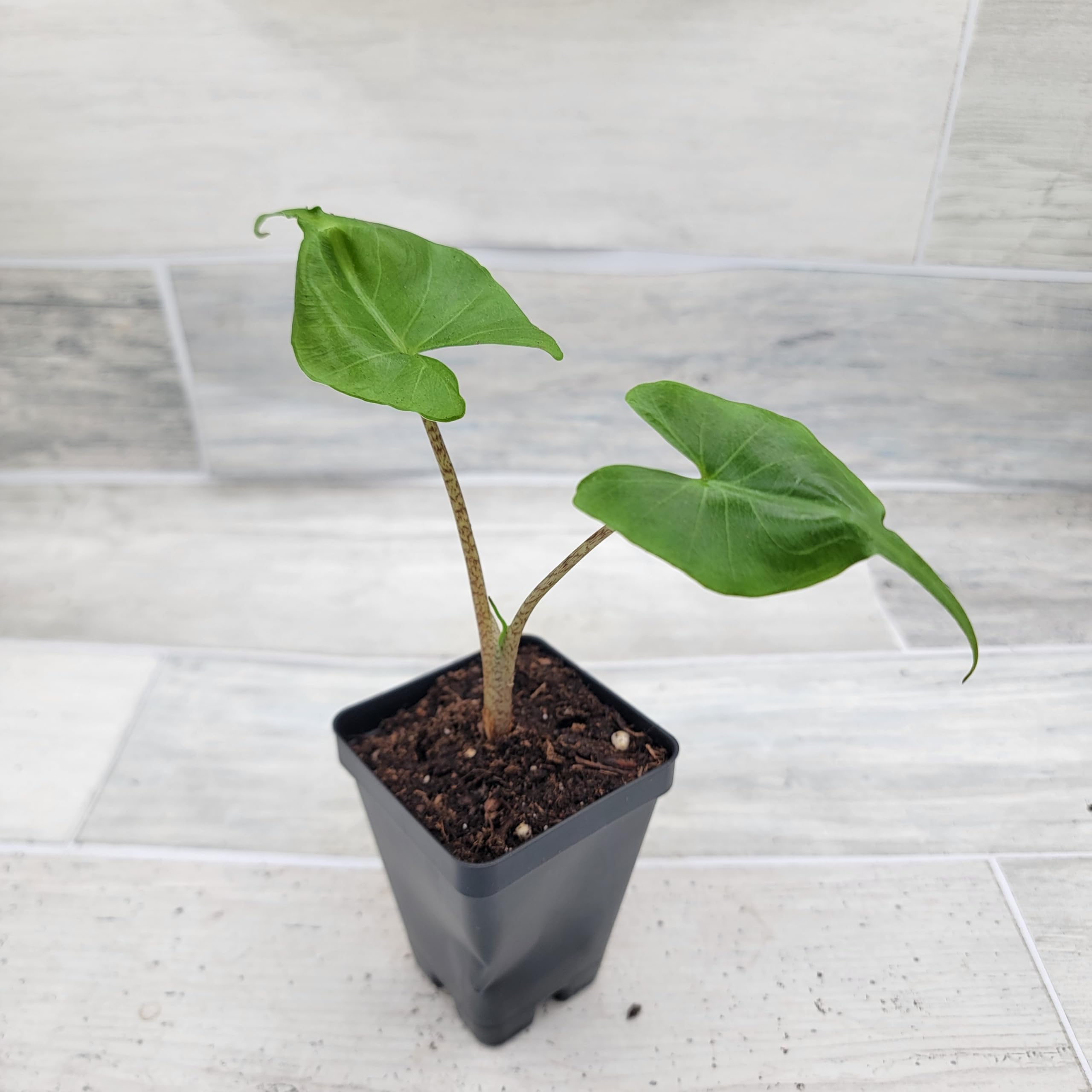 triflora hanging planter Triflora Large Hanging Planter