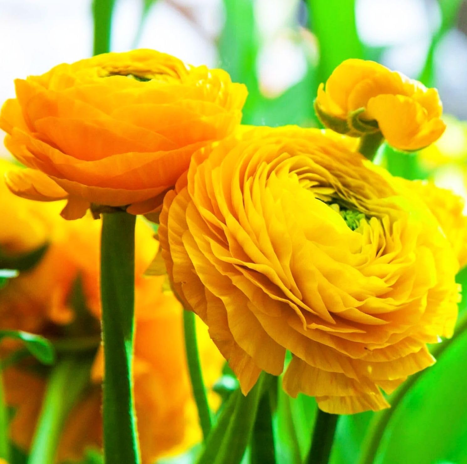 Amazon.com : 10PCS Mixed Color Yellow/Red/Pink/Purple/White Ranunculus ...