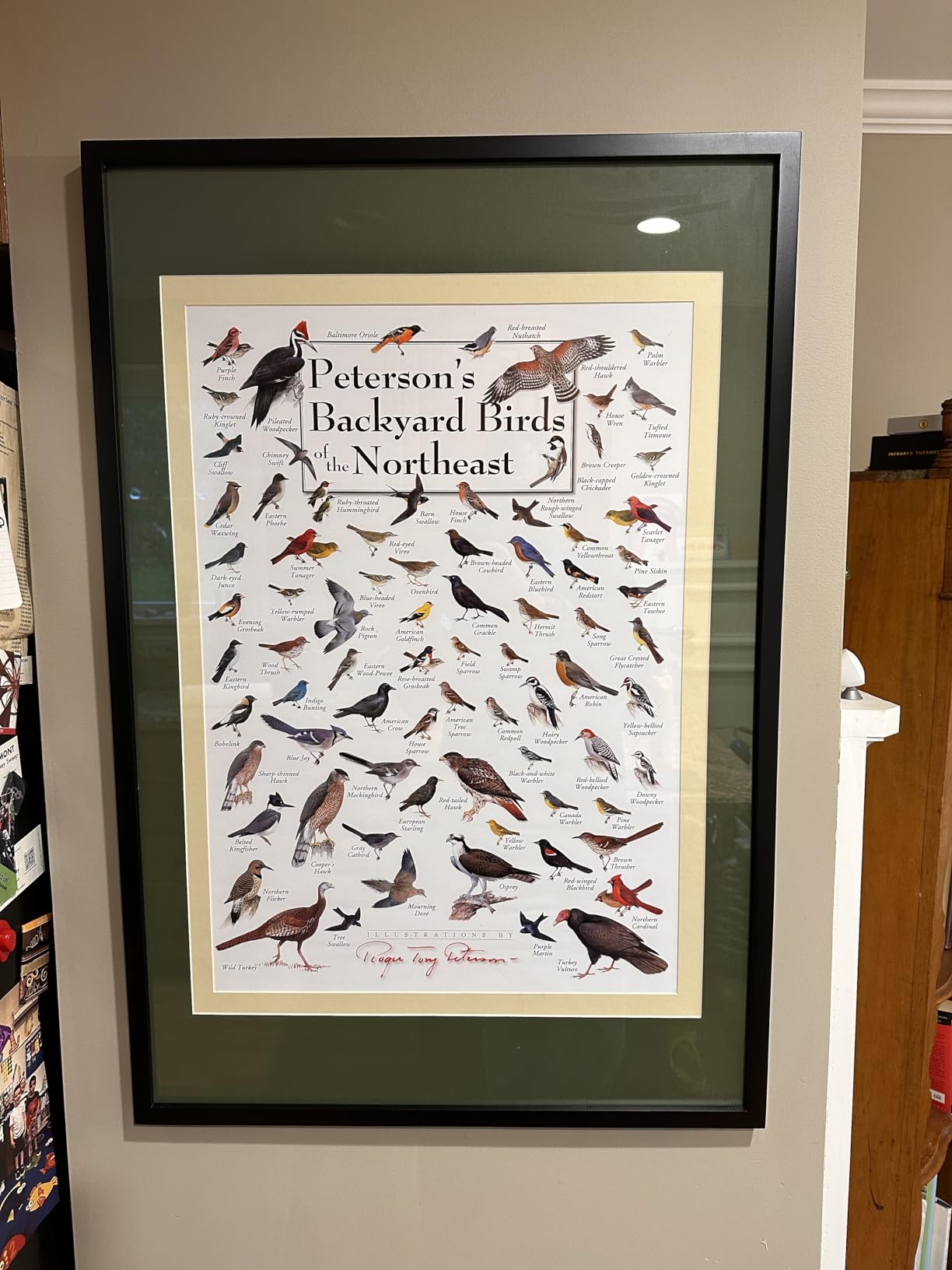 Amazon.com: Earth Sky + Water - Peterson’s Backyard Birds of the ...