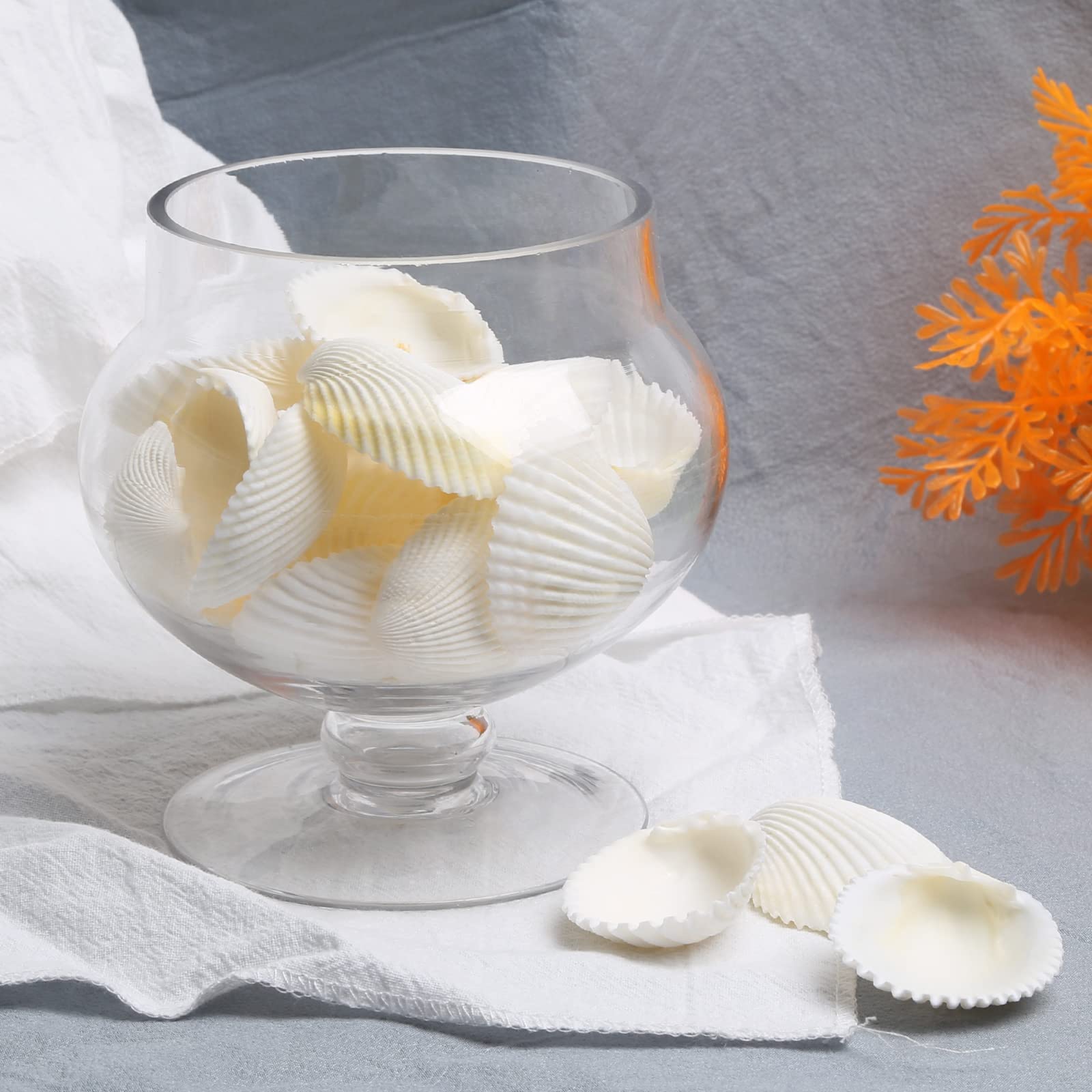 SKOOLOVE 30 PCS Sea Shells 4-5 CM White Small Seashells for Crafting Crafts DIY Painting Beaching Wedding Decoration - Image 3