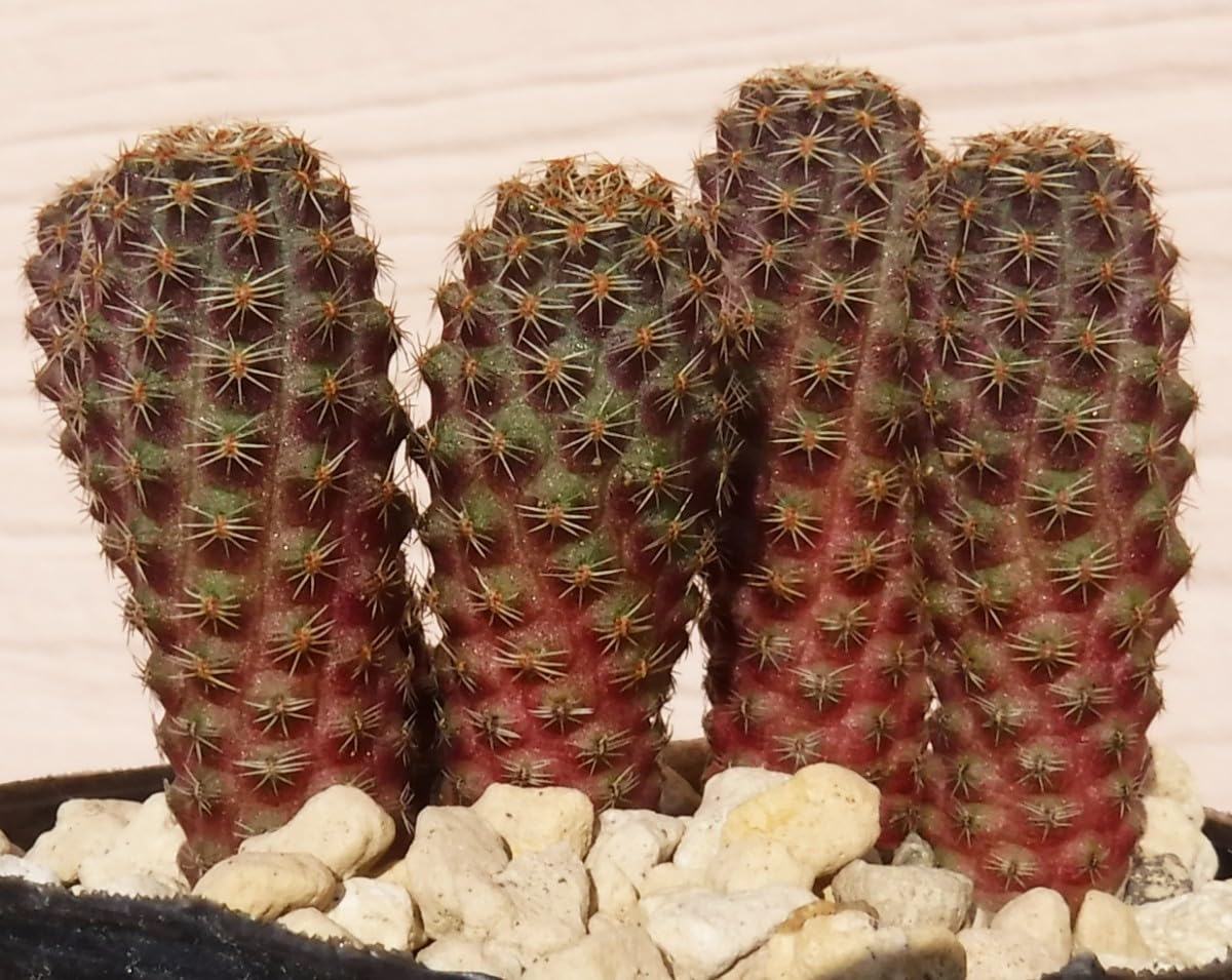 Amazon.co.jp: 種子を出品 レブチア タフナエンシス ES45