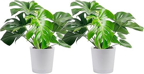 Miniatura 13 de Costa Farms - Planta interior, filodendro de hoja partida, monstera deliciosa