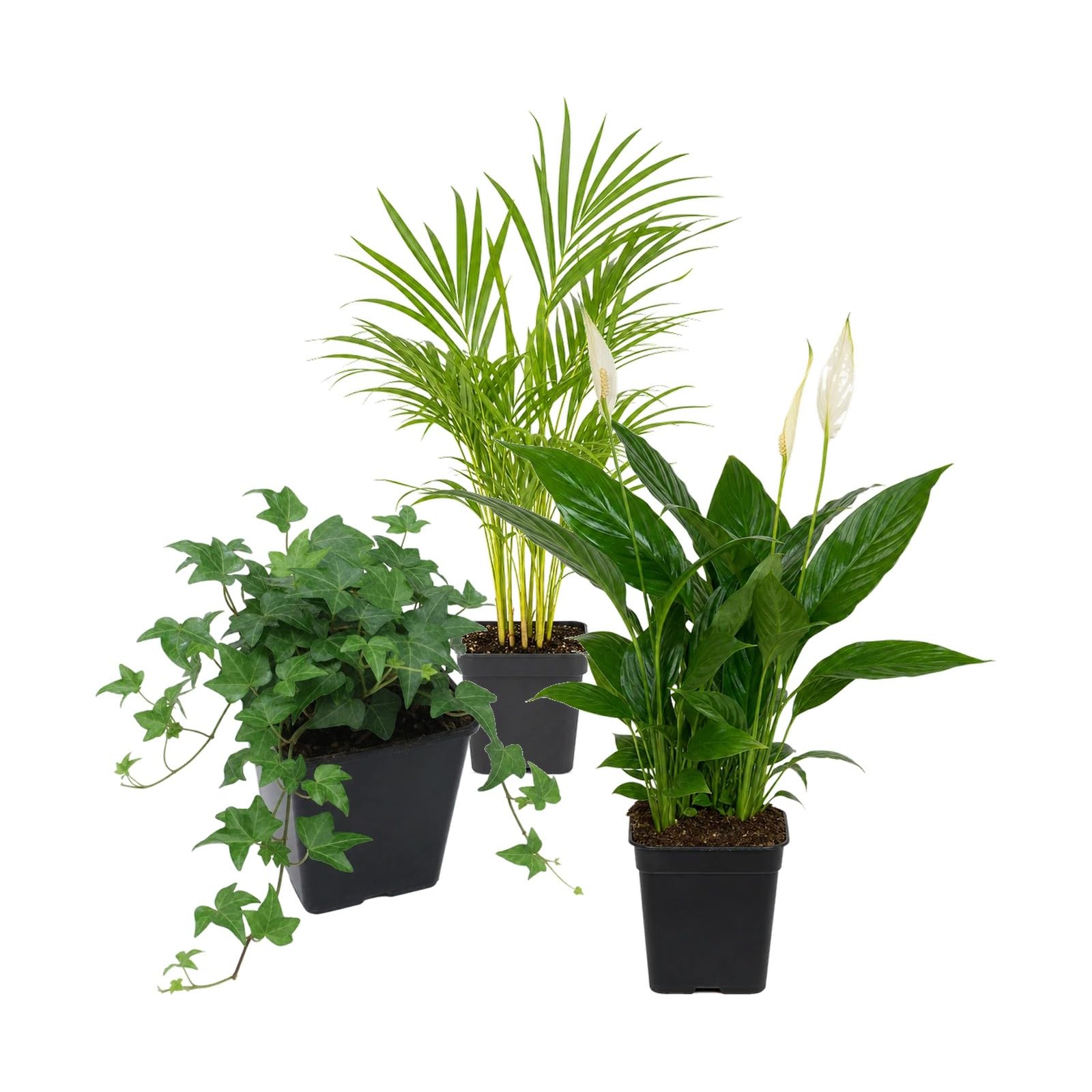 DECOALIVE Pack 3 Plantas Naturales: Palma Areca, Hiedra Verde y Espatifilo