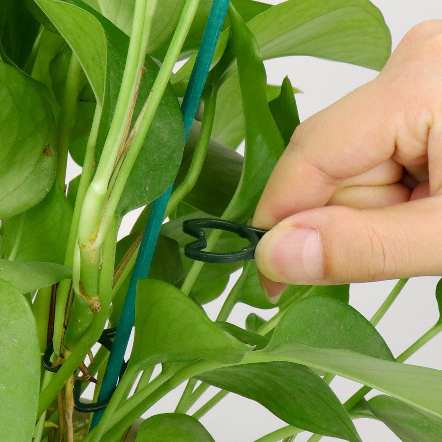 200 Clips De Support Pour Plantes - Attaches Tomates, Vignes, Légumes, Facile à Installer, Plastique écologique, Favorise Croissance
