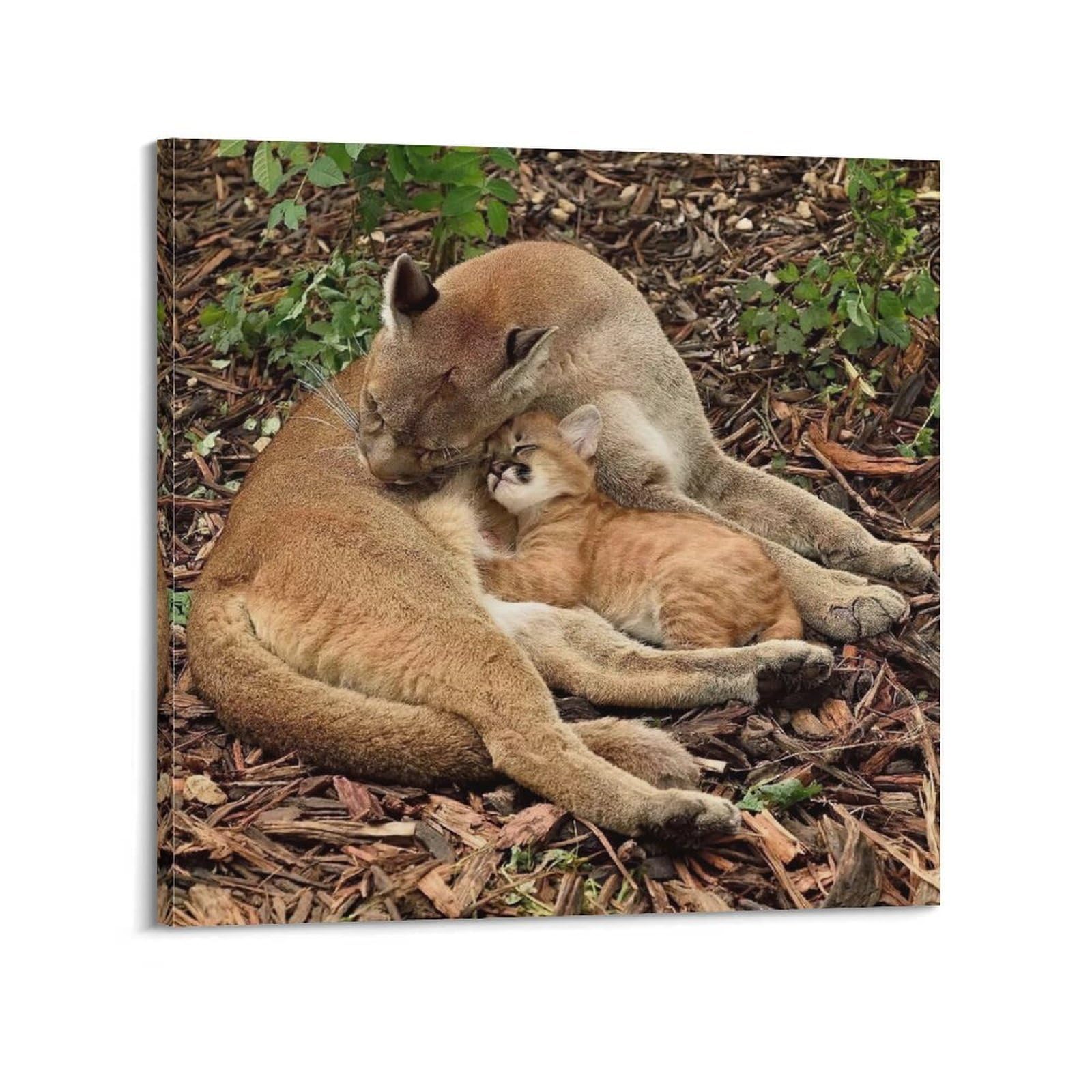 XKUGA Wild Felines Poster Cougar Big Cat Habitat Modern Decorative Canvas Prints - Ideal Wall Art for Family, Man Cave, Game Room, Boys & Girls Bedroom 28x28inch(70x70cm)