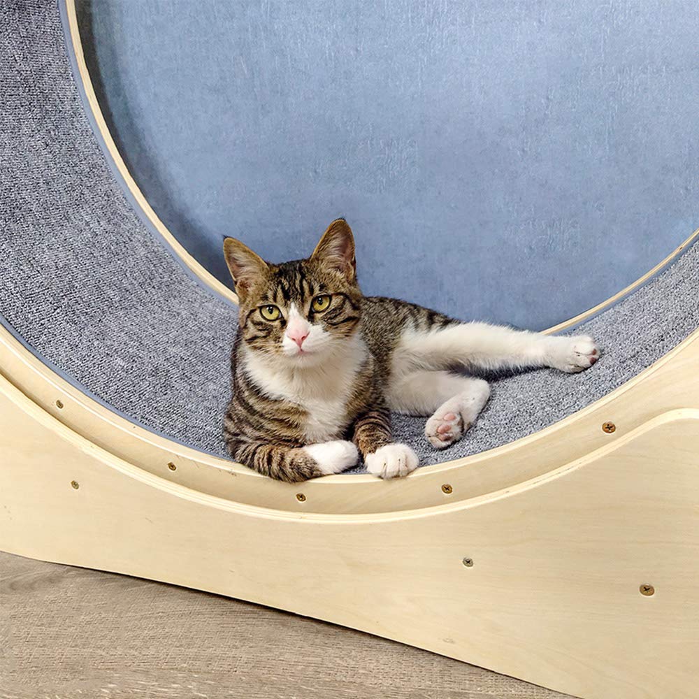 Roue D'exercice Pour Chat 100 Cm - Pour Grands Chats, Panneau Fibre Haute Densité, Supporte 11 Kg - 6