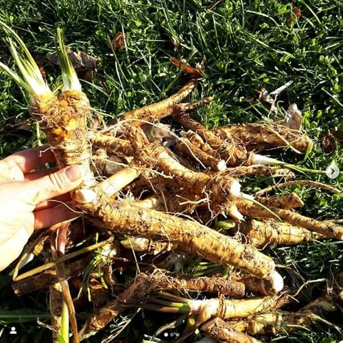 Ten 4" Root Section of Horseradish Crowns Plants, Very Rare Horseradish Crowns to Plant, Planting Size Roots, No HI