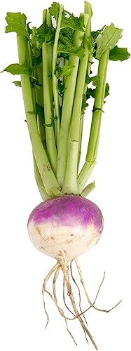 Eden Brothers - Semillas de nabo Purple Top White Globe sin OMG para plantar, paquete  Semillas de vegetales de bajo mantenimiento, plantas durante