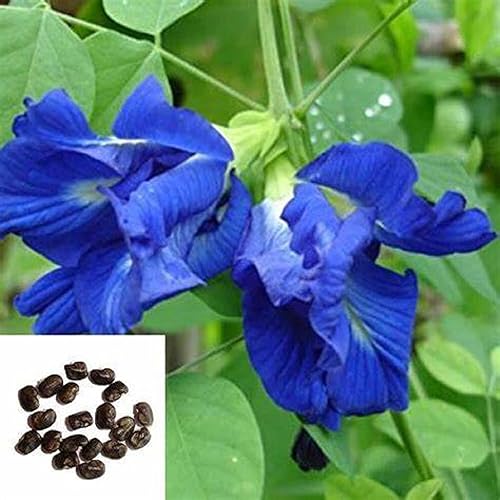 CHUXAY GARDEN 10 semillas de ternata de clitoria azul, alas de paloma asiáticas, Bluebellvine, guisante azul, guisante mariposa, guisante cordofan,