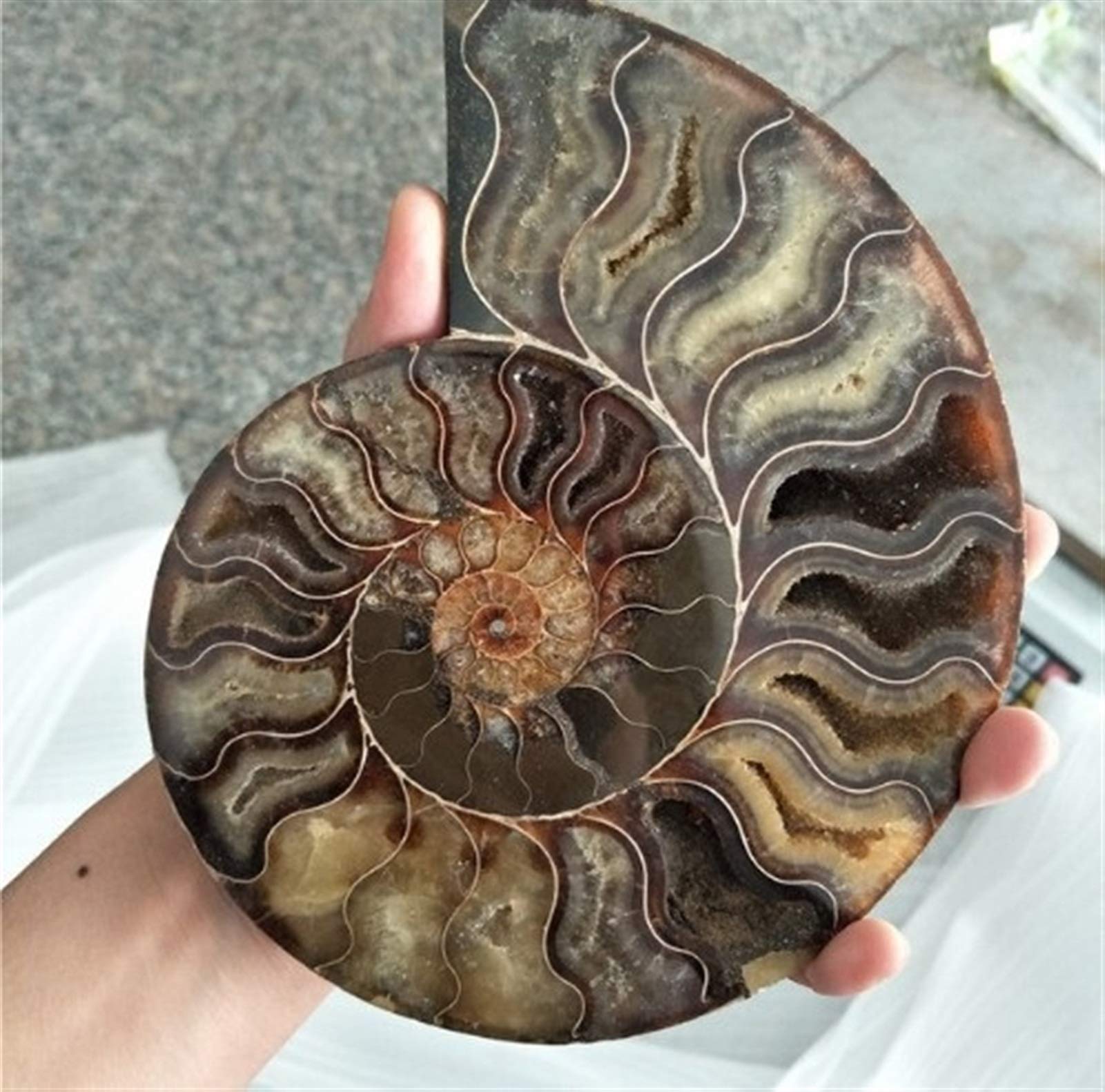 Fossiles de Grande Taille Ammonite Iridescent Stones Naturelles et Minéraux Specimen Accueil Décoration