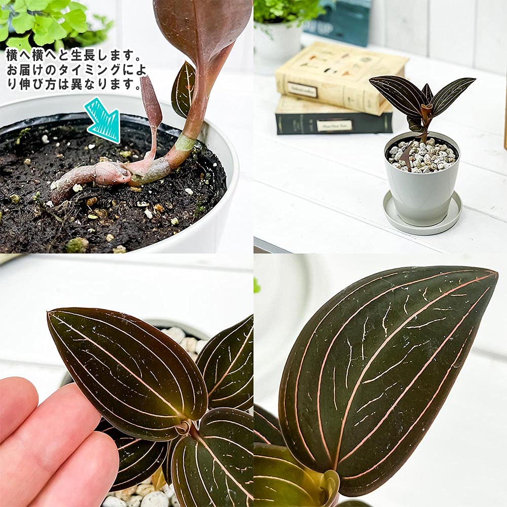 Amazon.co.jp: PLANCHU ジュエルオーキッド ルディシア ディスカラー