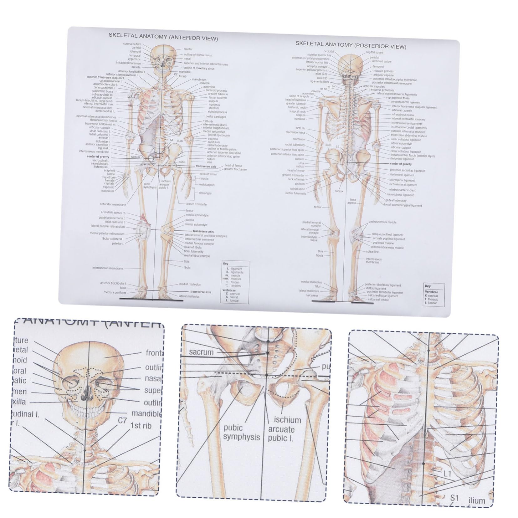 Amazon.co.jp: ROMISBABA 1個 ポスター 解剖用人体骨格モデル 心 脳