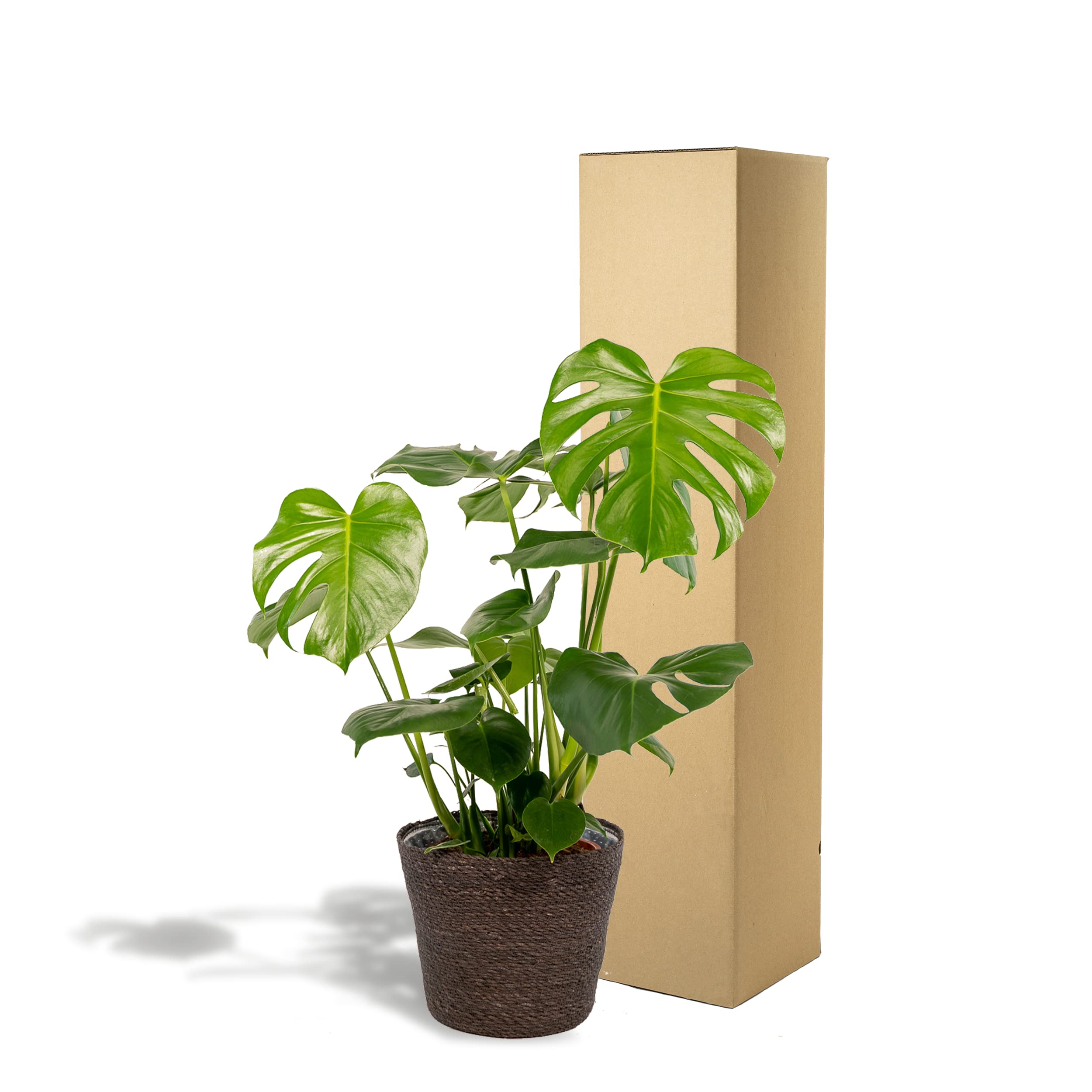 gummibaum abidjan Ficus elastica 'Abidjan'