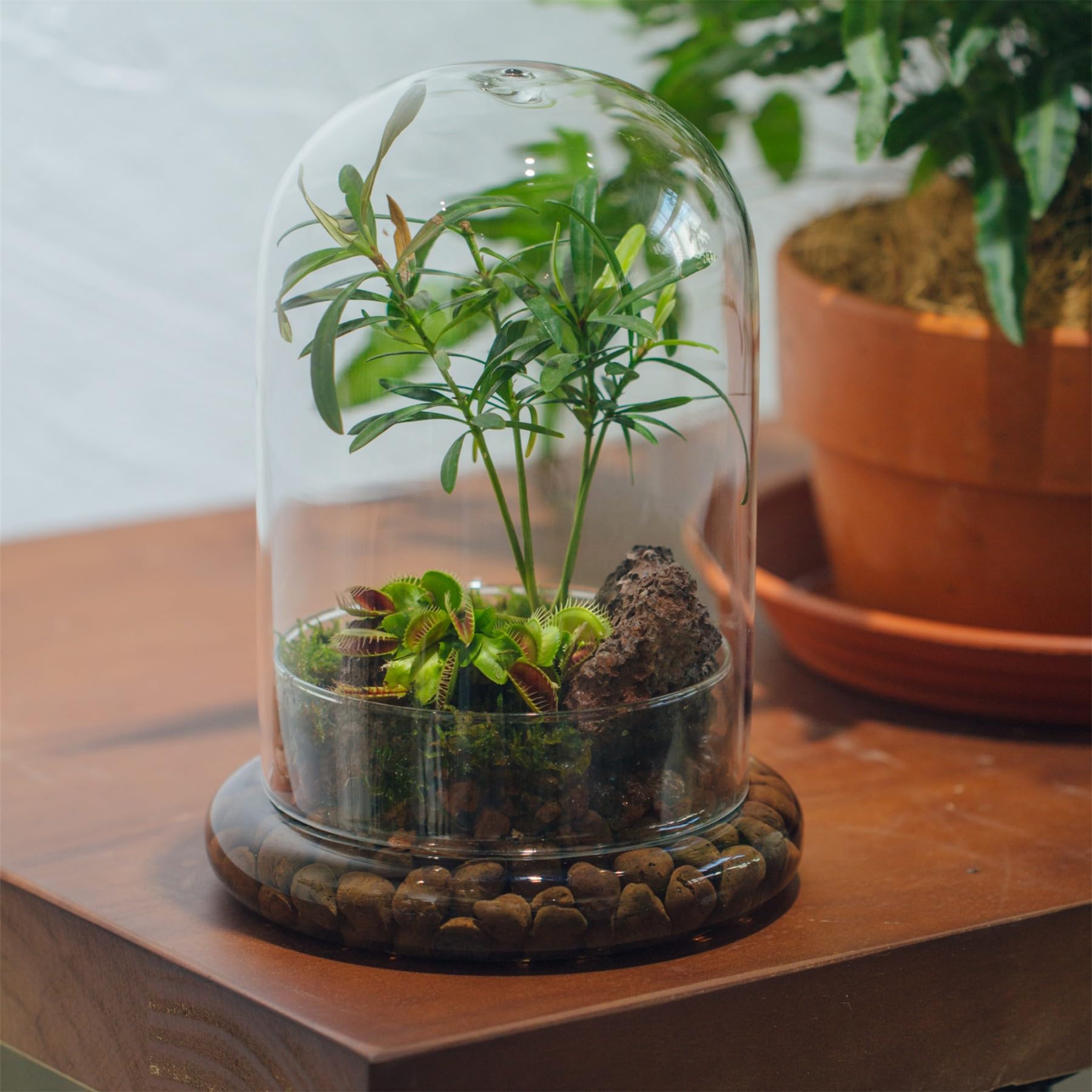 NCYP Dekorative klare Glaskuppel mit Luftloch, 15x21cm, Glasglocke mit Boden Heimtisch Display Glas Terrariumbehälter für Blumen Tafelaufsatz (Nur Glaskuppel)