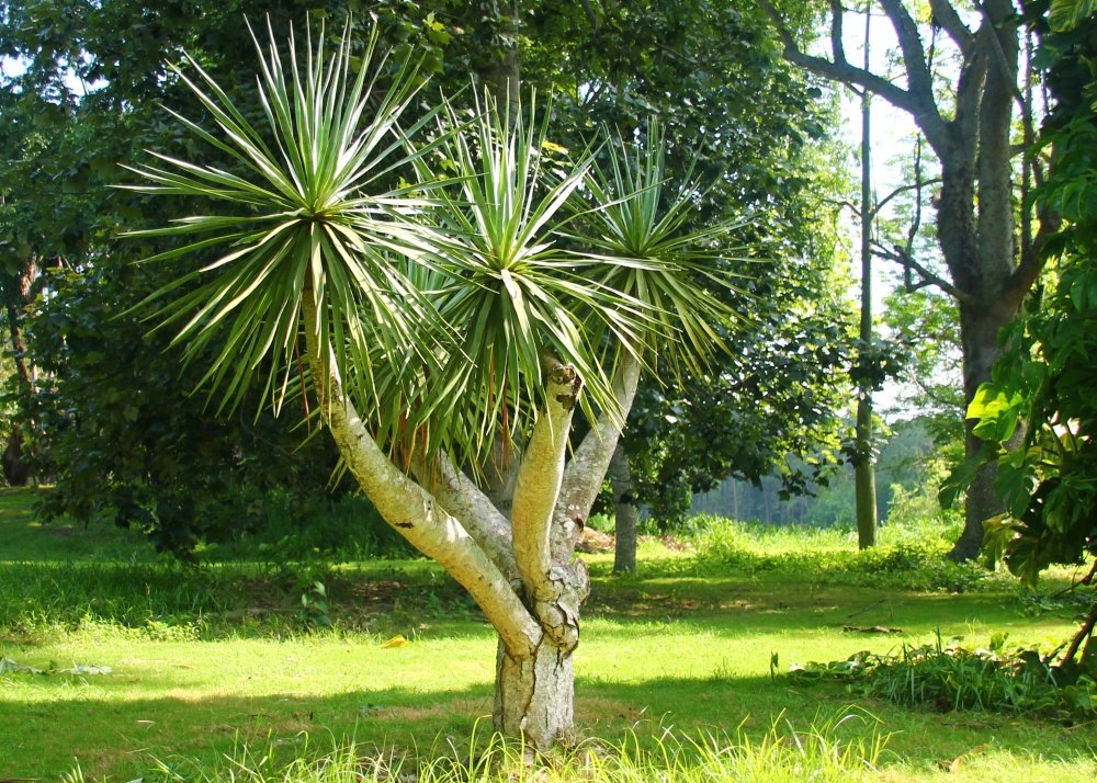 SAFLAX - Drachenbaum - 5 Samen - Dracaena Draco : Amazon.de: Garten