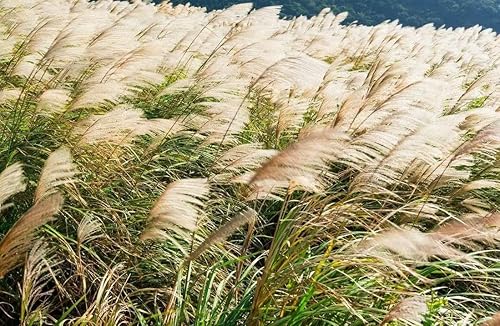 Más de 200 semillas de Silvergrass chino para plantar césped ornamental con impresionantes puntas plateadas